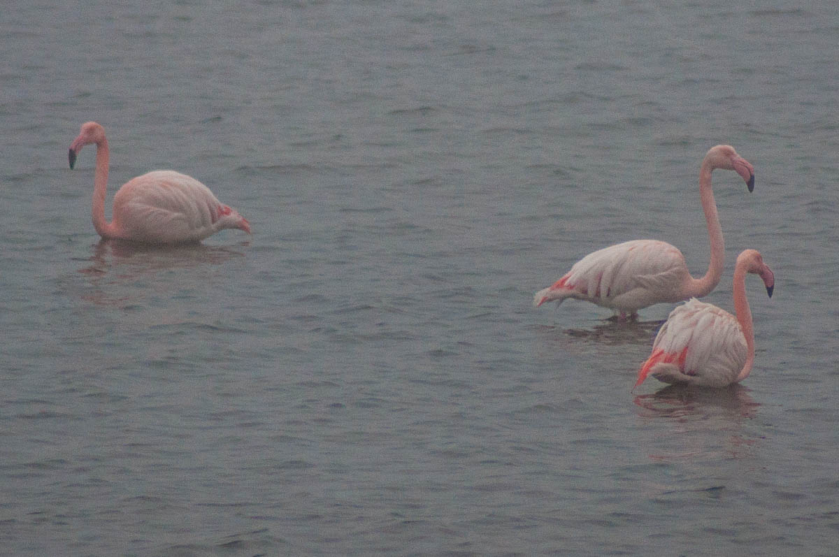 Flamingos - Delta del Po, Italy - www.rossiwrites.com