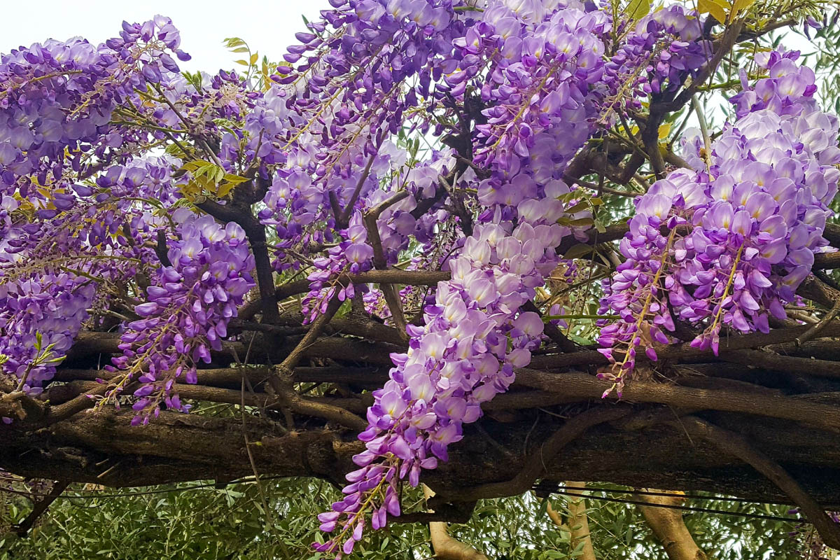 Purple wisteria - Vicenza, Veneto, Italy - www.rossiwrites.com