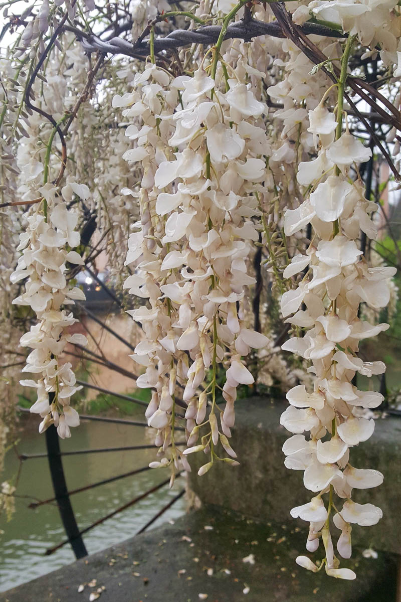 White wisteria - Vicenza, Veneto, Italy - www.rossiwrites.com