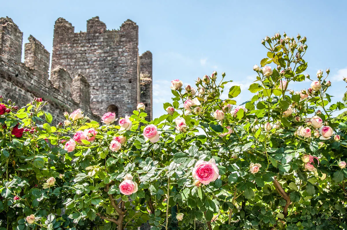 Roses in bloom in the Public Gardens - Carrara Castle - Este, Veneto, Italy - www.rossiwrites.com