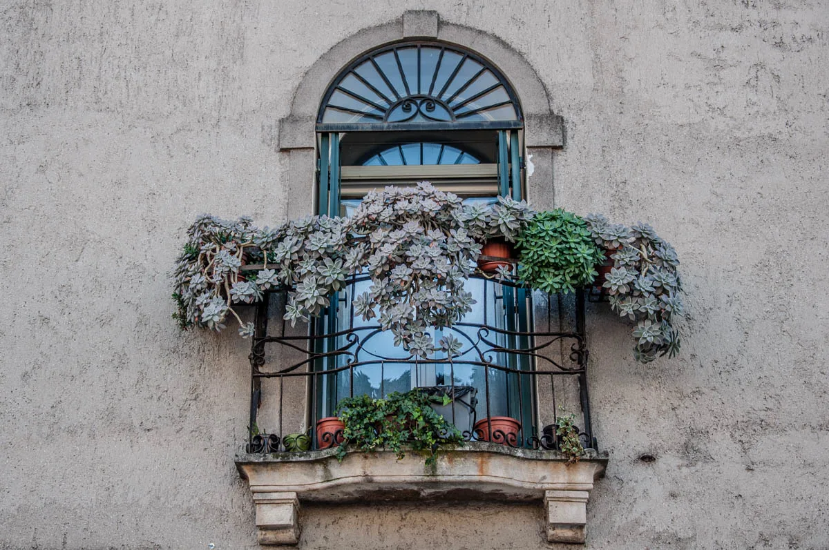 Window with succulent plants - Este, Veneto, Italy - www.rossiwrites.com