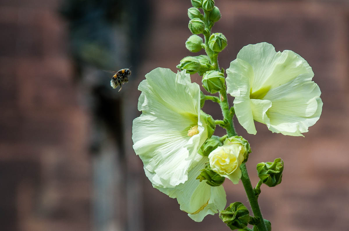 A bee visiting a flower - Chester Cathedral - Chester, Cheshire, England - rossiwrites.com