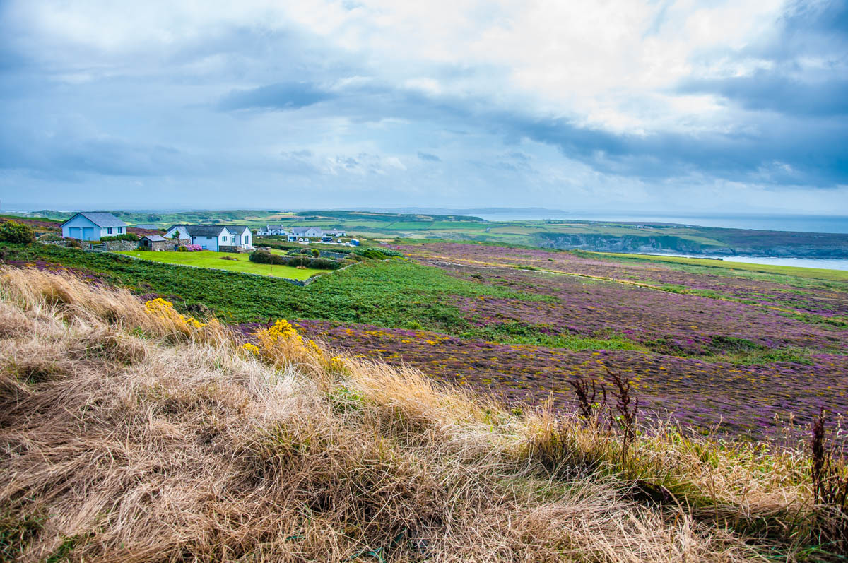 A view of Hollyhead with heather - Isle of Anglesea - Wales, UK - rossiwrites.com