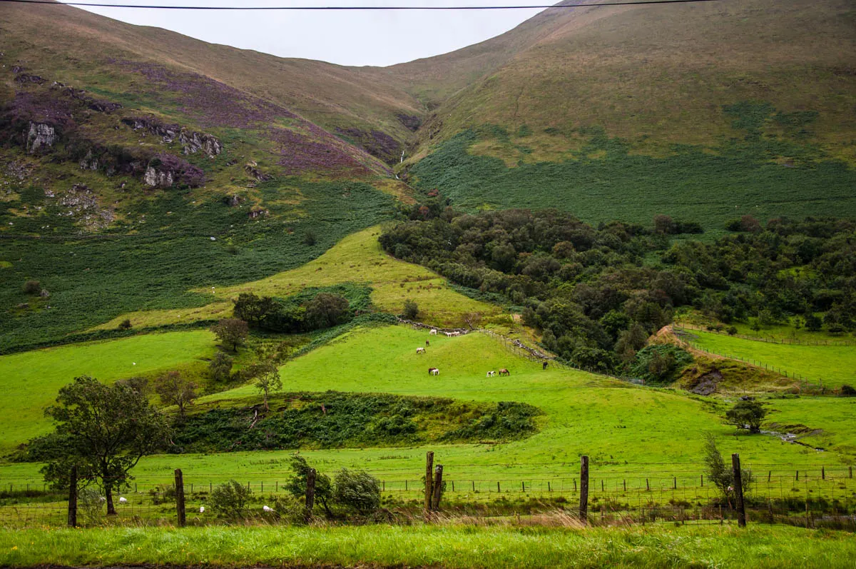 Welsh fields with horses and cows - Wales, UK - rossiwrites.com