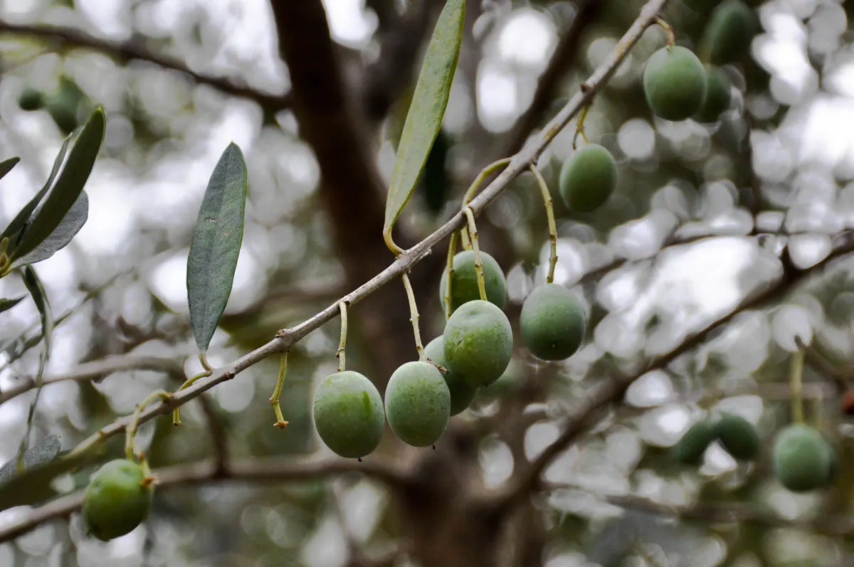 Green olives hanging from an olive branch - Veneto, Italy - rossiwrites.com