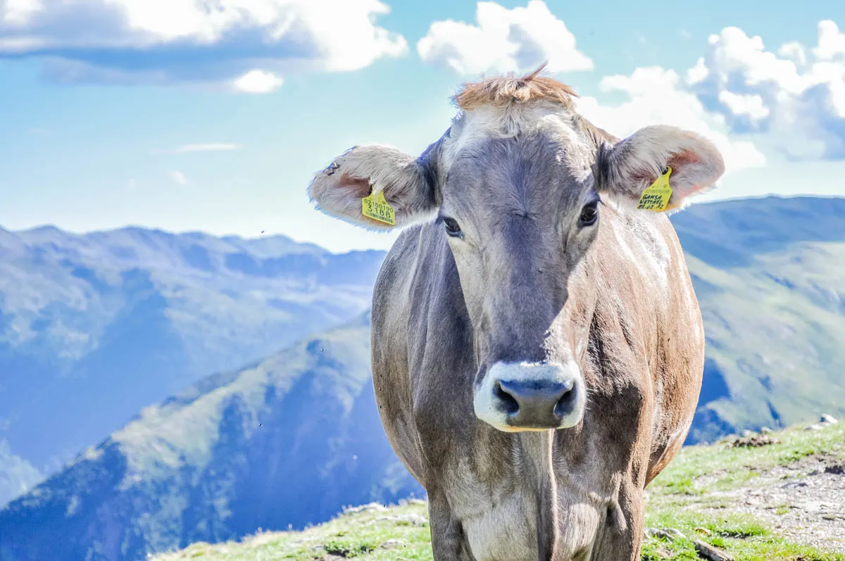 Cow in the Dolomites - South Tyrol, Italy - rossiwrites.com