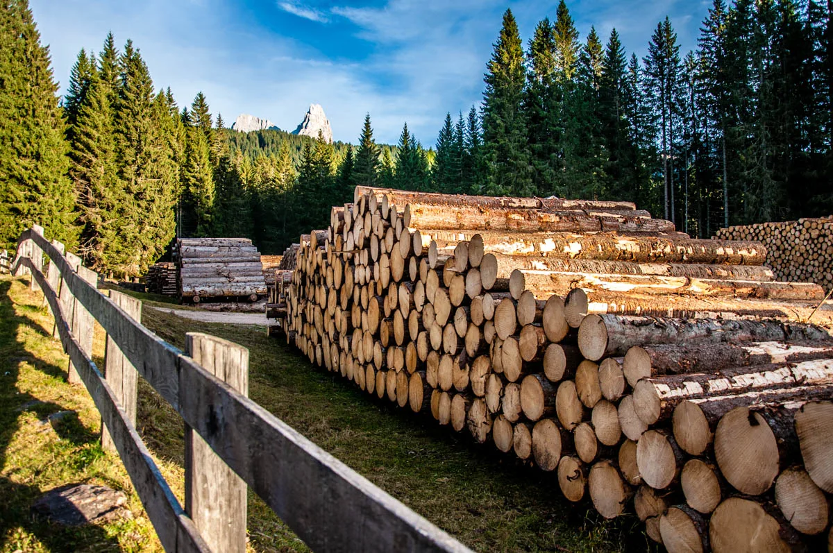 Cut logs in Paneveggio - The Violins' Forest - with the Pale di San Martino - Dolomites, Trentino, Italy - rossiwrites.com