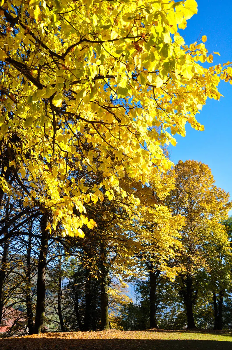 Gold foliage - Trees in autumn - Feltre, Veneto, Italy - rossiwrites.com