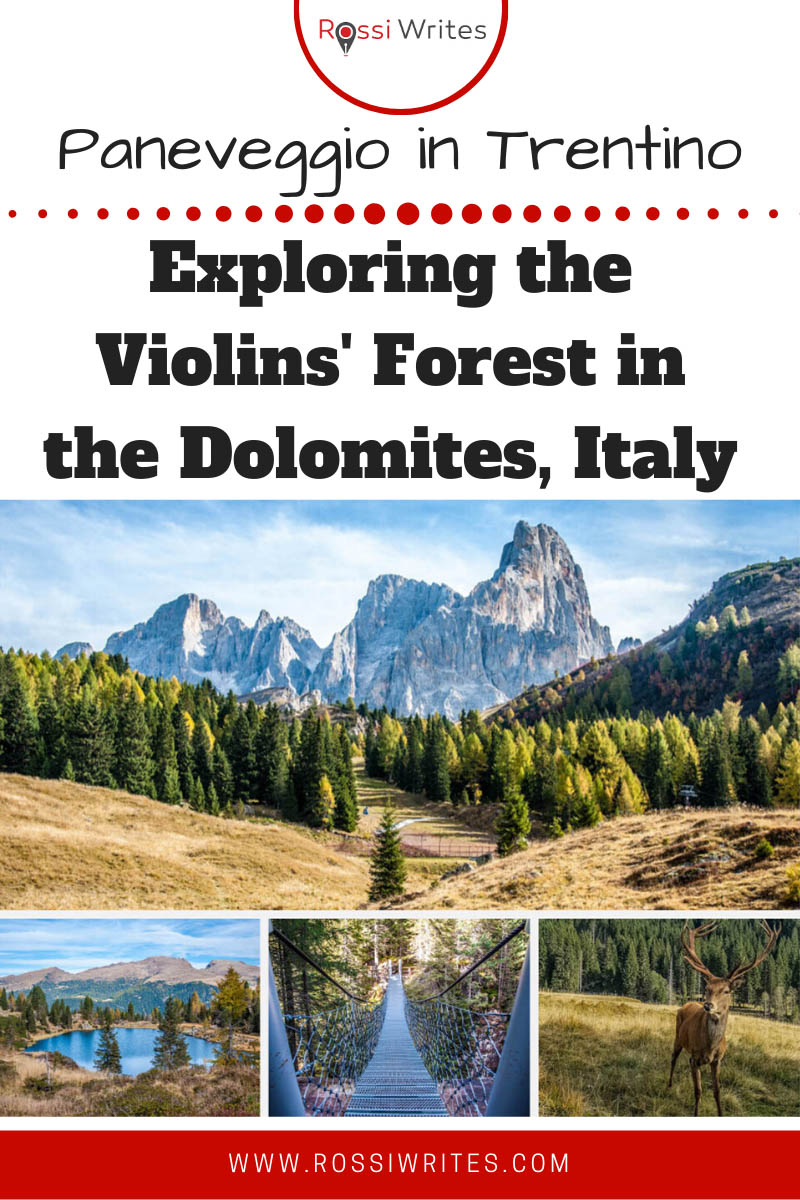 Pin Me - Paneveggio - Exploring the Violins' Forest in the Dolomites, Italy - rossiwrites.com
