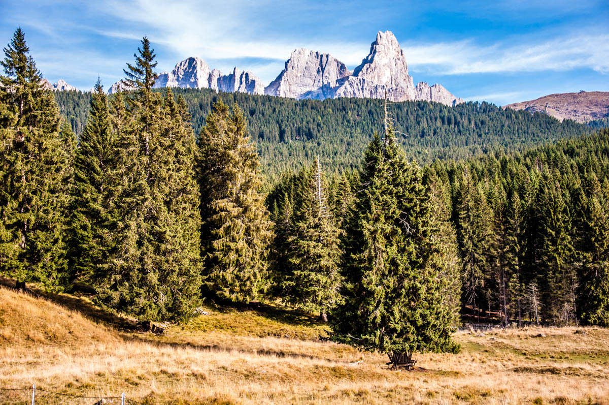 View of Paneveggio - The Violins' Forest - with the Pala di San Martino - Dolomites, Trentino, Italy - rossiwrites.com