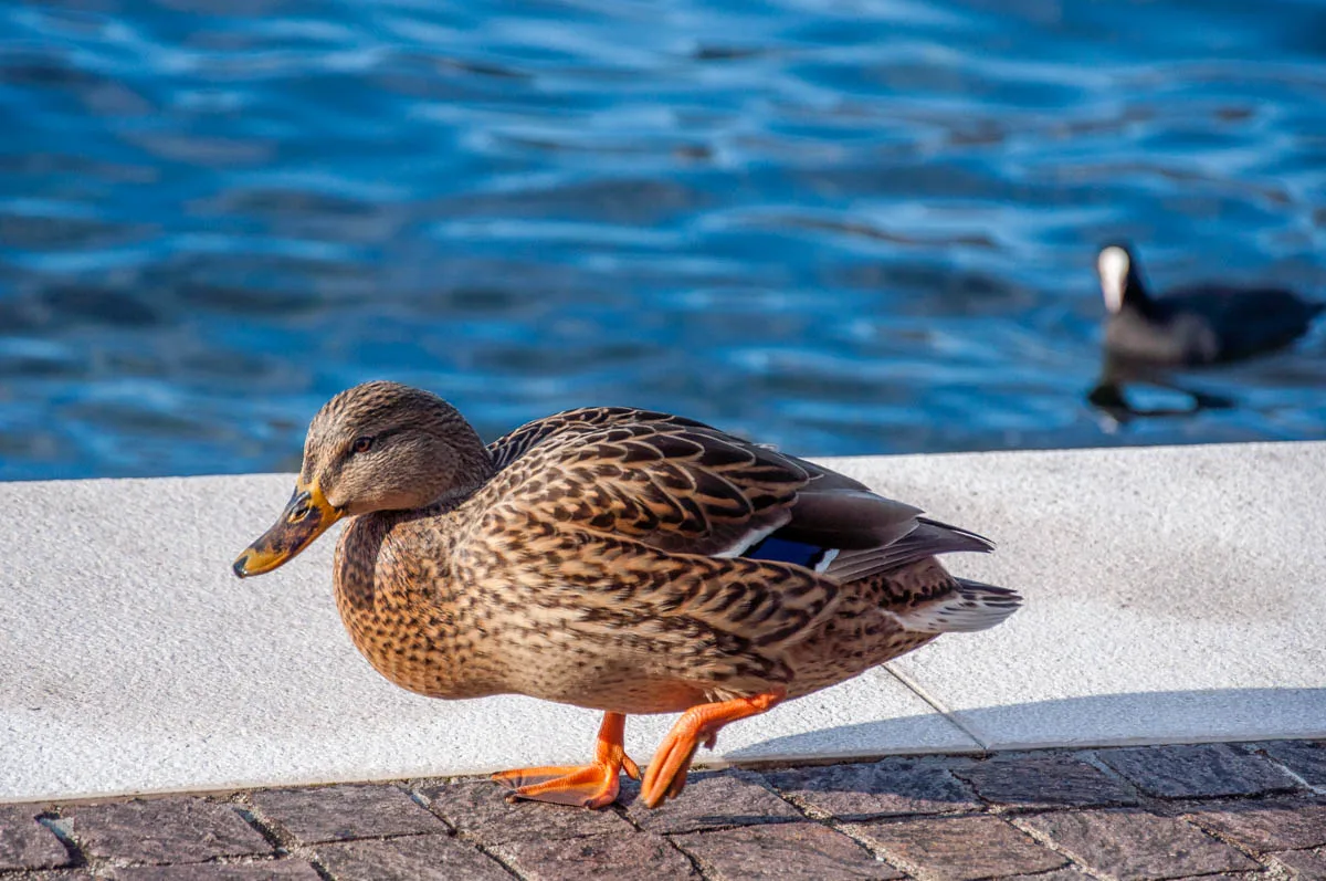 A duck - Cassone, Lake Garda, Veneto, Italy - rossiwrites.com