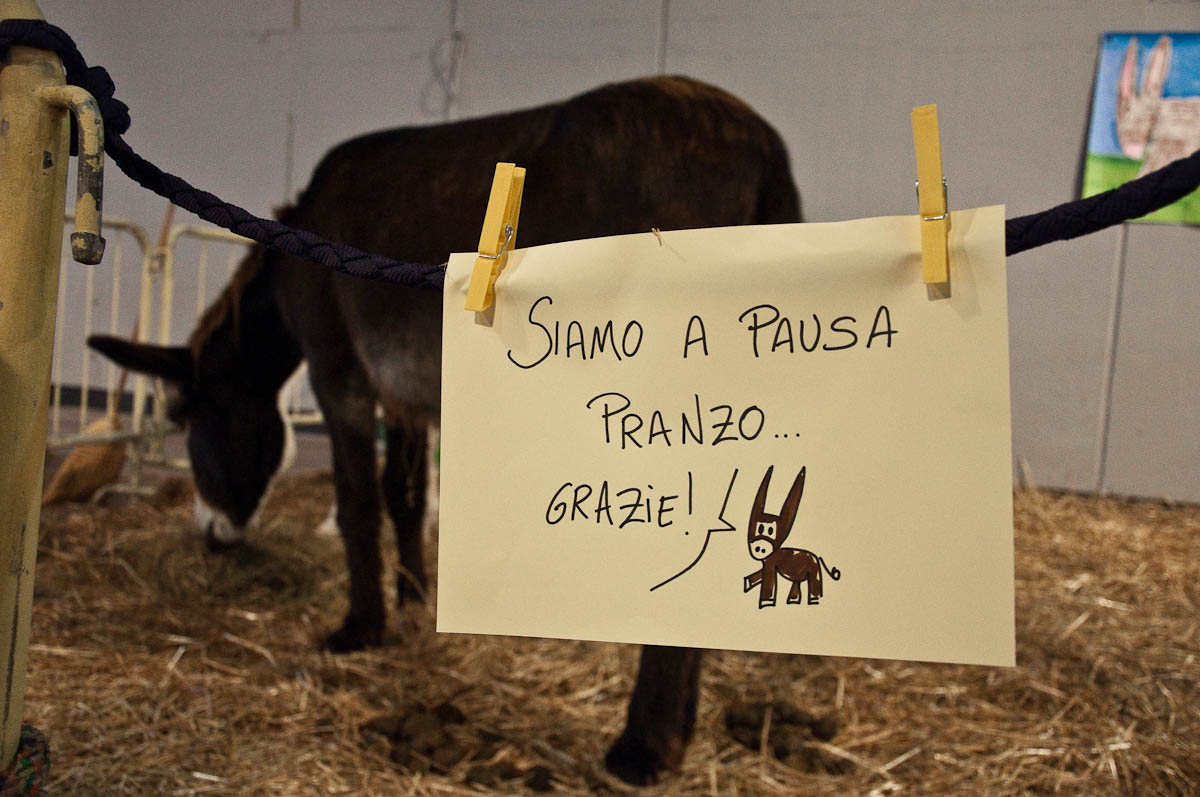 Riposo in Italy - A donkey on its lunch break - Vicenza, Italy - rossiwrites.com