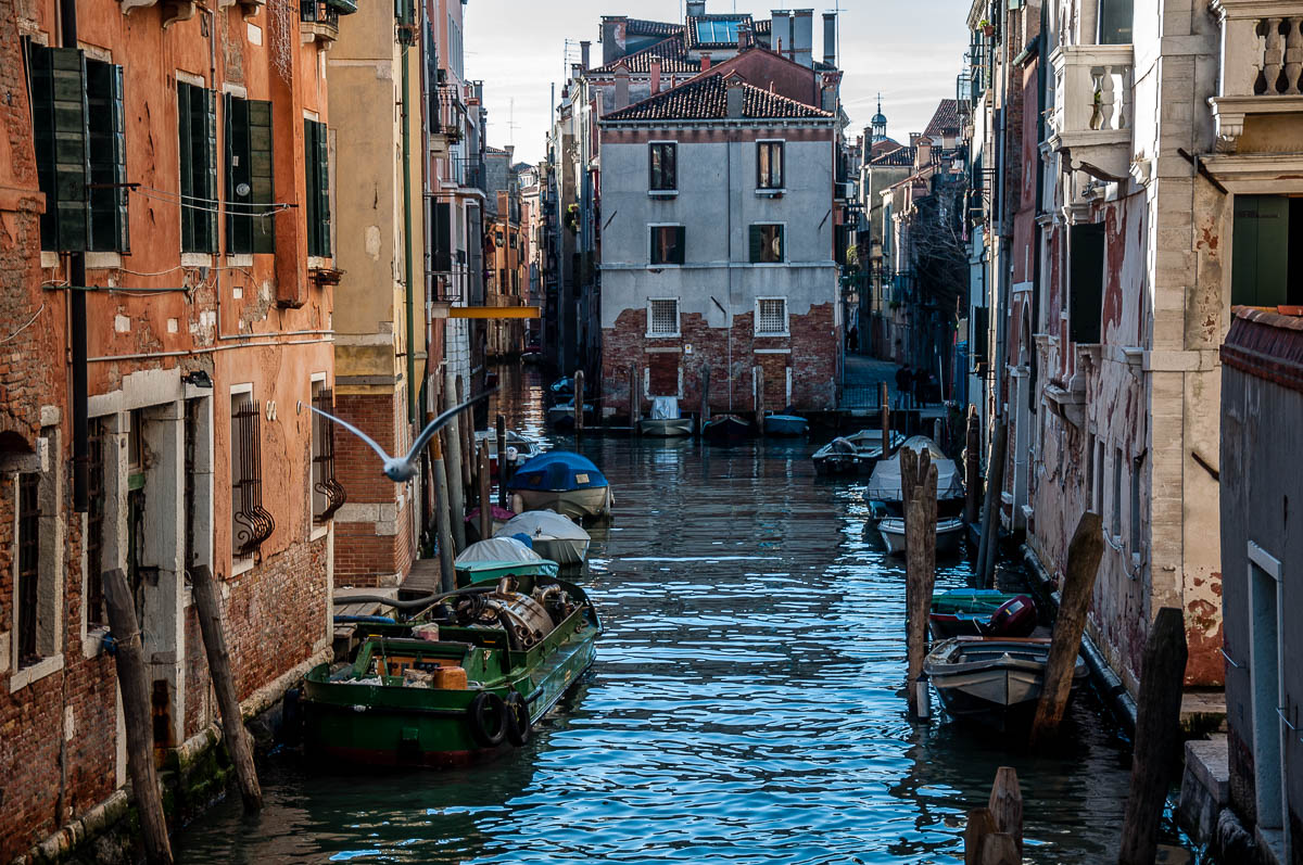 A view of Cannaregio with a seagull - Venice, Veneto, Italy - rossiwrites.com
