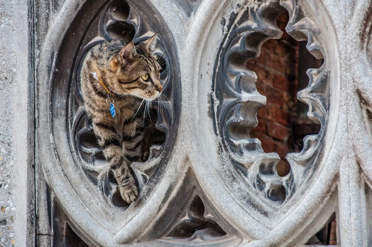 A Venetian Cat - Venice, Italy - rossiwrites.com