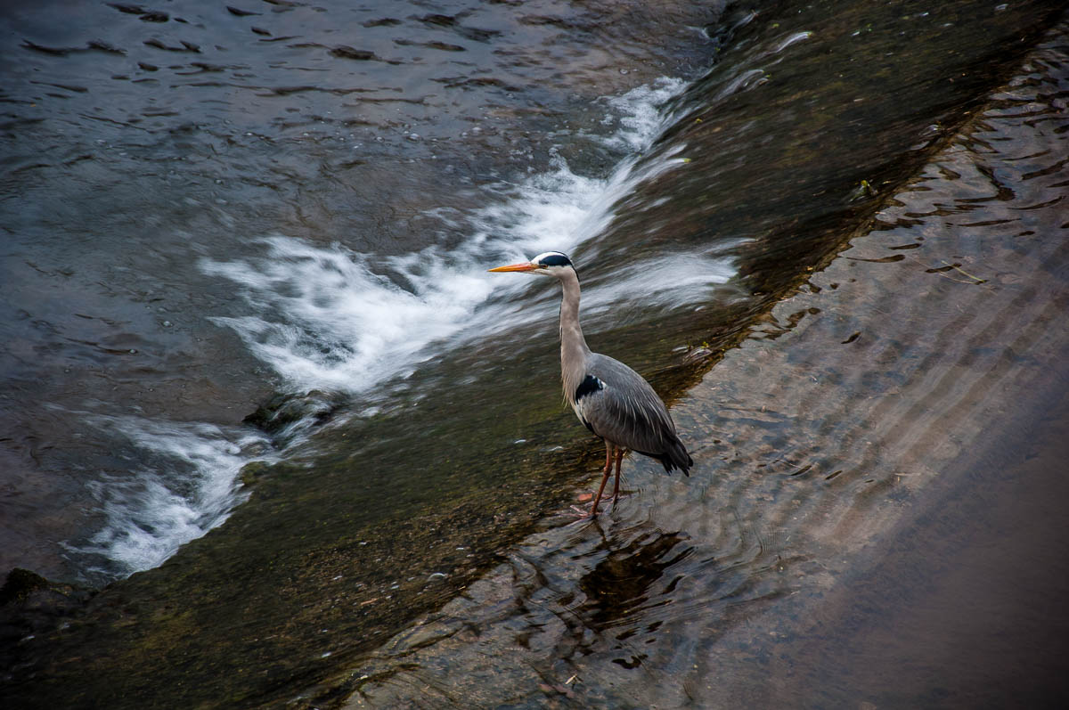 Heron in the river - Vicenza, Italy - rossiwrites.com