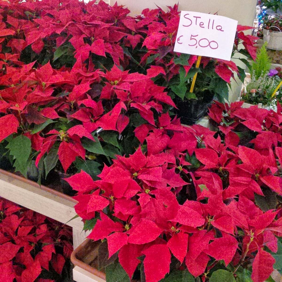 A display of poinsettias in a shop - Vicenza, Italy - rossiwrites.com