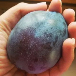 Large plum bought from an Italian supermarket, Vicenza, Italy