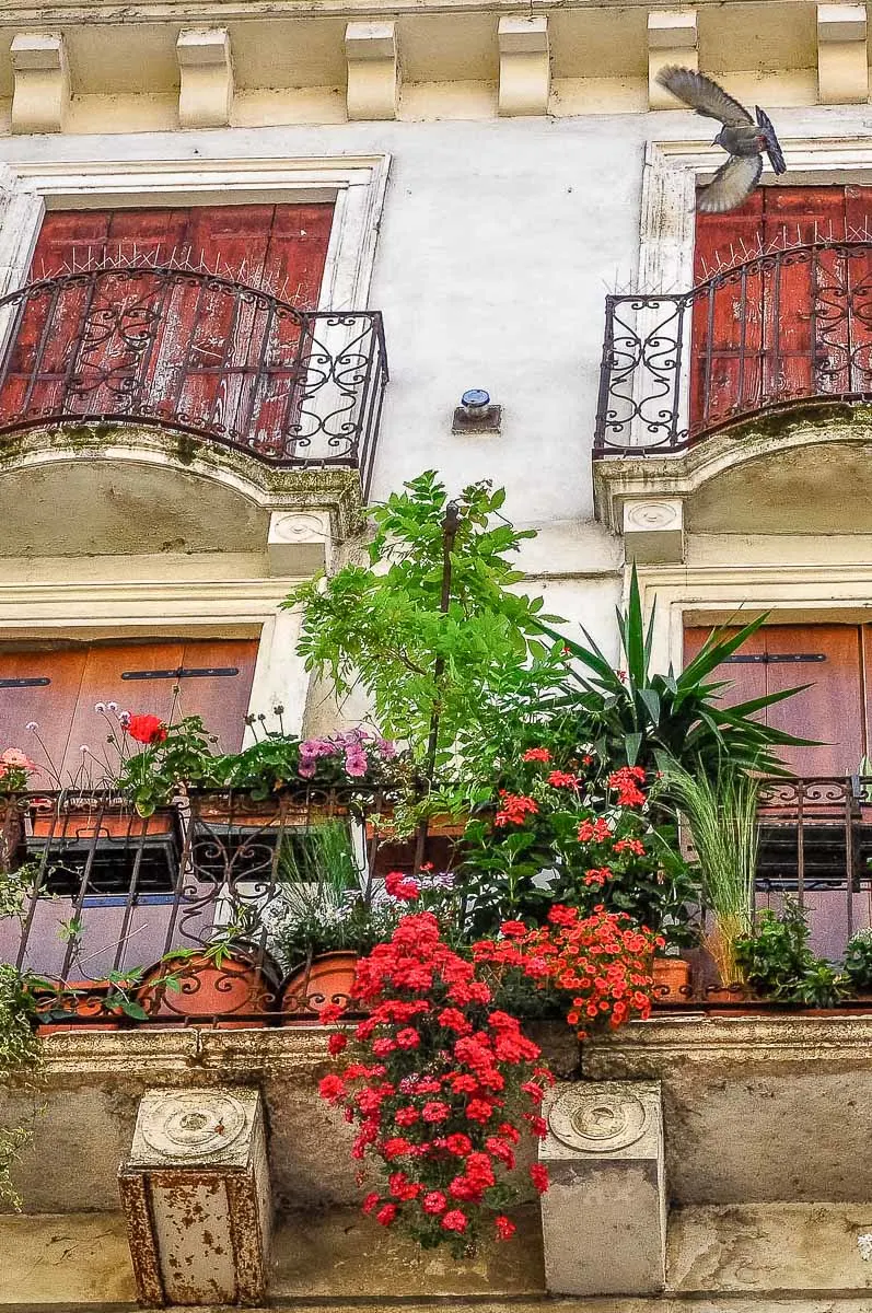 A small balcony garden with green plants and red flowers and a flying dove above - Vicenza, Italy - rossiwrites.com