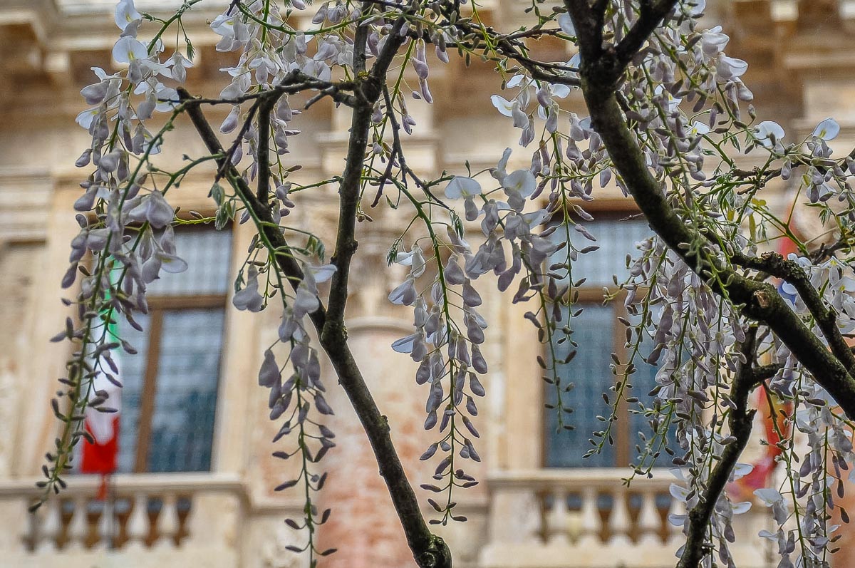 Balcony garden design idea with white wisteria - Vicenza, Italy - rossiwrites.com