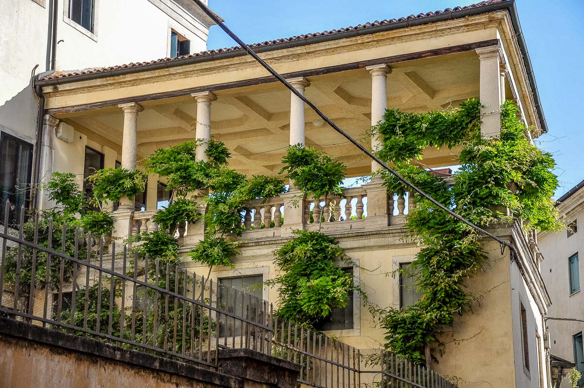 Terrace garden with a lush wisteria plant - Vicenza, Italy - rossiwrites.com