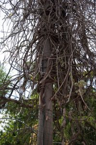 A telegraph post covered with the dry branches of a wisteria tree, Borghetto sul Mincio, Veneto, Italy