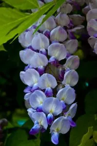 Wisteria cluster, Vicenza, Veneto, Italy