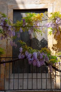 Wisteria tree in bloom - Vicenza, Veneto, Italy - rossiwrites.com