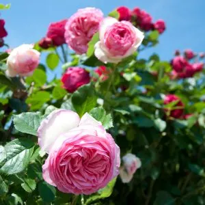 Pink and red roses, Medieval castle, Este, Veneto, Italy - www.rossiwrites.com