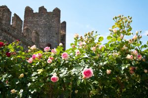 Rose fence, Medieval castle, Este, Veneto, Italy - www.rossiwrites.com