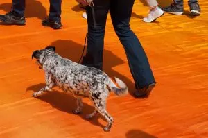 Christo's The Floating Piers, Dogs allowed, Italy - www.rossiwrites.com