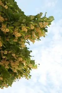 Linden tree in bloom, Vicenza, Veneto, Italy - www.rossiwrites.com