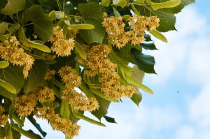 Linden tree in bloom, Vicenza, Veneto, Italy - www.rossiwrites.com