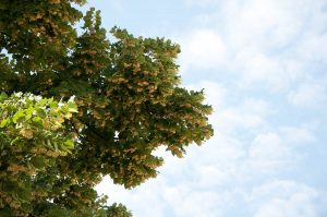 Linden tree in bloom, Vicenza, Veneto, Italy - www.rossiwrites.com