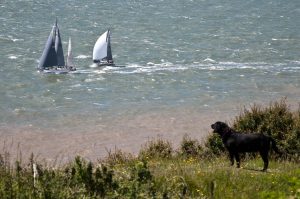 A dog watches the boats pass by, Round the island race 2016, Isle of Wight, UK - www.rossiwrites.com