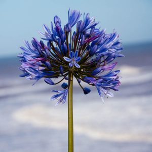 Allium in bloom, Castlehaven Caravan Park, Isle of Wight, UK - www.rossiwrites.com