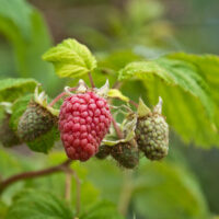 Loganberries, England - www.rossiwrites.com
