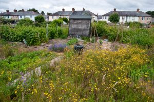 Overgrown allotments with houses at the back, England - www.rossiwrites.com