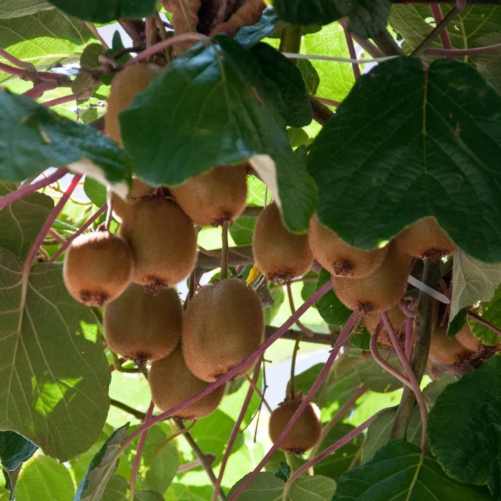 A kiwi tree dripping with fruit - Molina, Province of Verona, Italy - rossiwrites.com
