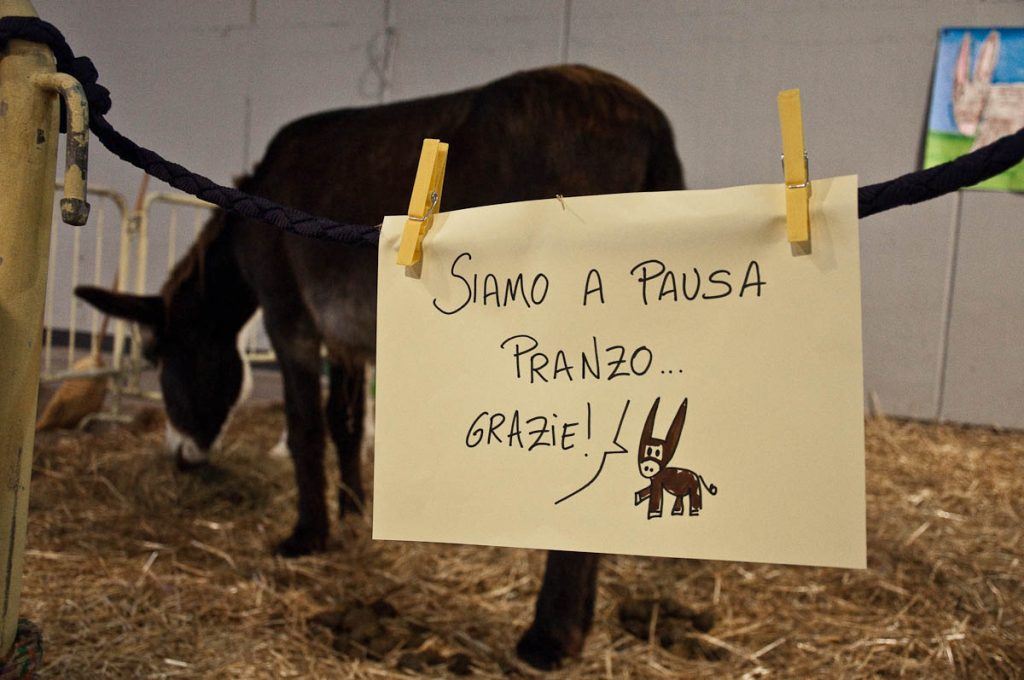 A donkey practicing riposo - Vicenza, Italy - www.rossiwrites.com
