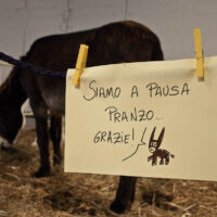 A donkey practicing riposo - Vicenza, Italy - www.rossiwrites.com