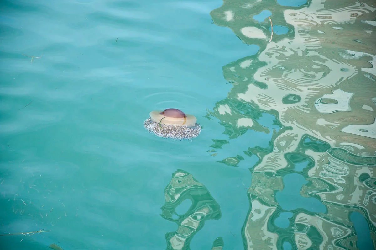 Jellyfish spotted in a Venetian canal - Venice, Italy - rossiwrites.com