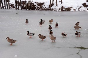 Ducks on the frozen pond in Parco Querini covered by snow - Vicenza, Veneto, Italy - www.rossiwrites.com