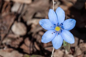 A blue flower in the brown leaves - Colli Berici, Vicenza, Italy - www.rossiwrites.com
