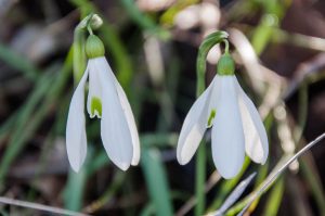 A couple of snowdrops - Colli Berici, Vicenza, Italy - www.rossiwrites.com