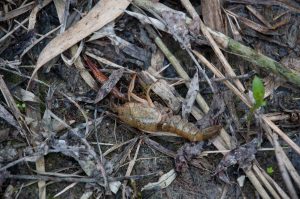 A dead yabby - an invasive species from Louisiana - Parco Naturalistico, Noale, Veneto, Italy - www.rossiwrites.com