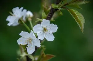 A fruit-tree in bloom - Oasi WWF, Cave di Noale, Veneto, Italy - www.rossiwrites.com