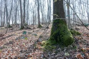 A moss covered tree trunk - Colli Berici, Vicenza, Italy - www.rossiwrites.com
