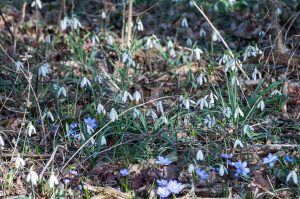 A snowdrops patch - Colli Berici, Vicenza, Italy - www.rossiwrites.com