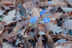Blue flowers in the brown leaves - Colli Berici, Vicenza, Italy - www.rossiwrites.com