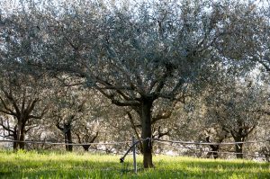 Olive groves - Colli Berici, Vicenza, Italy - www.rossiwrites.com